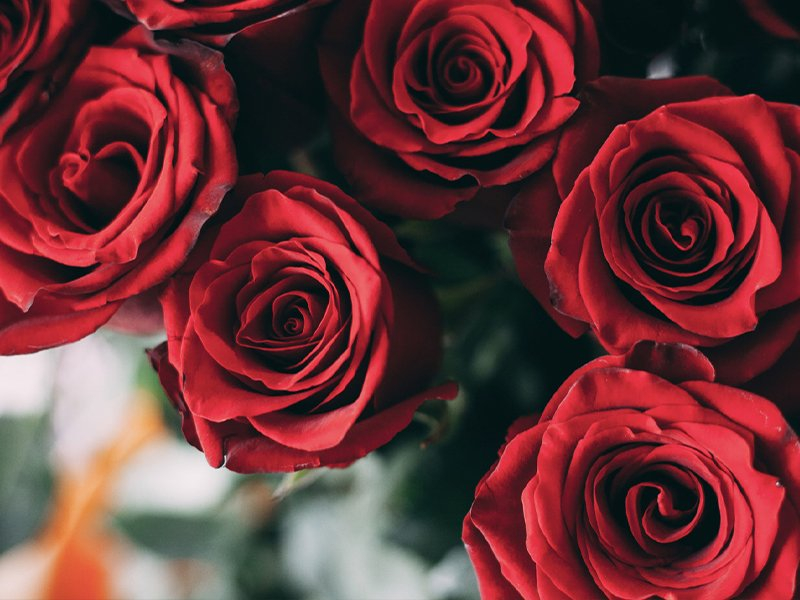 Ý nghĩa và điều đặc biệt của hoa hồng Ecuador