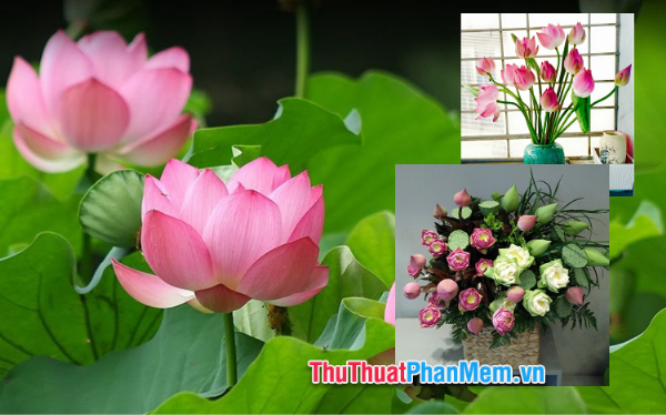 Một bình hoa đinh hương cắm đơn giản nhưng vẫn toát lên vẻ đẹp tinh tế và sang trọng.