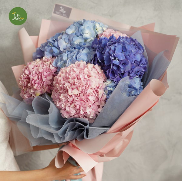 Các màu hoa cẩm tú cầu khác nhau và ý nghĩa biểu tượng tương ứng của chúng.