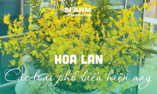 Các màu sắc hoa phong lan phổ biến và đa dạng, từ trắng, hồng đến tím và vàng