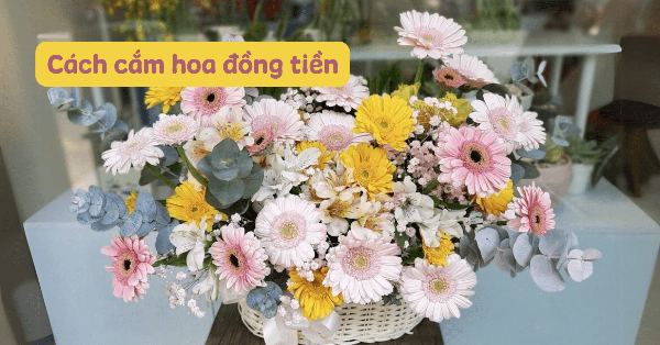 Hướng dẫn cắm hoa đồng tiền trong bình đẹp, cân đối và hài hòa