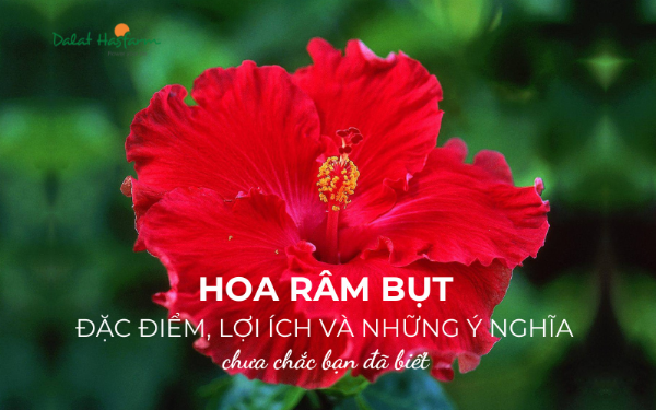 Cách cắm hoa râm bụt vàng đẹp mắt, đơn giản