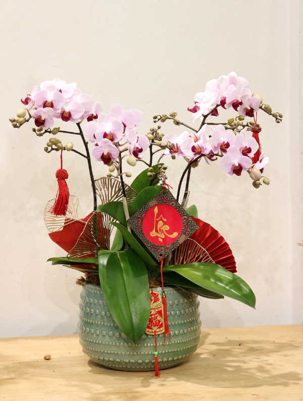 Hướng dẫn chăm sóc hoa tươi: Giữ cho tình yêu thầm kín luôn tươi mới