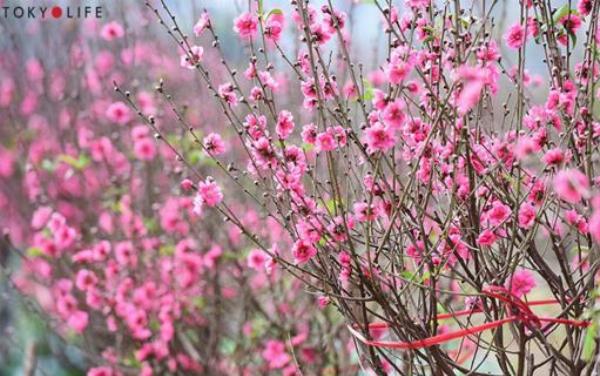 Hướng dẫn chọn hoa đào 6 cánh tươi và đẹp cho ngày Tết