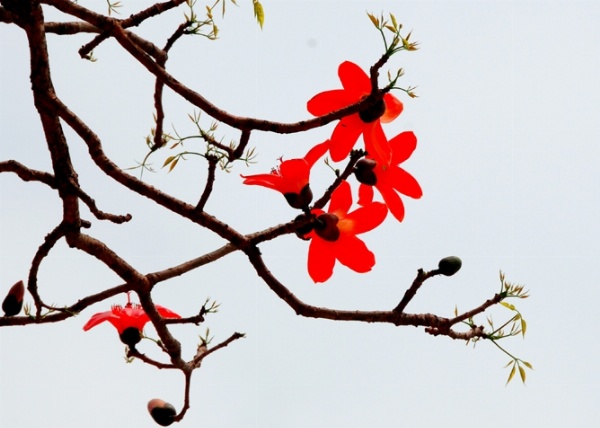 Cây gạo cổ thụ bên đình làng, biểu tượng của sự trường tồn và gắn bó với cộng đồng