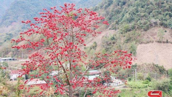 cây gạo hoa đỏ rực lửa khoe sắc đầu xuân