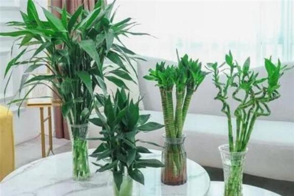 Chăm sóc cây phát lộc trong nước, thay nước thường xuyên và bổ sung dinh dưỡng