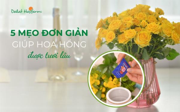 Chăm sóc hai bông hoa hồng tươi lâu tại nhà