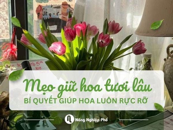 Hướng dẫn cách chăm sóc hoa hồng tươi lâu trong bình, giữ vẻ đẹp rực rỡ.