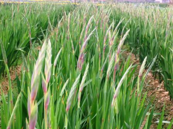 Cách chăm sóc hoa lay ơn