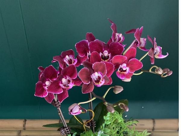 Chăm sóc hoa phong lan cắt cành để giữ tươi lâu
