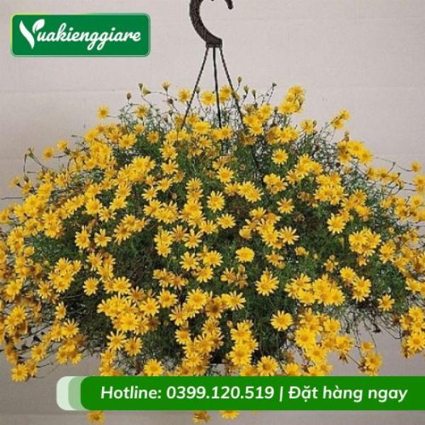 Chậu hoa quỳnh nở rộ, món quà ý nghĩa tặng người yêu, thể hiện tình yêu thầm lặng và sự chung thủy