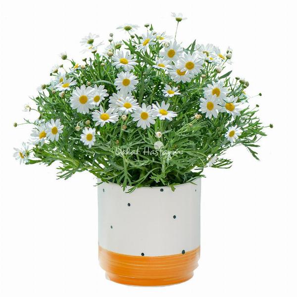 Người bán hoa đang lựa chọn những bông cúc họa mi tươi nhất, nụ cười tươi tắn