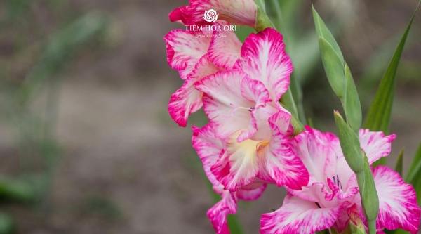 Cách chọn hoa lay ơn