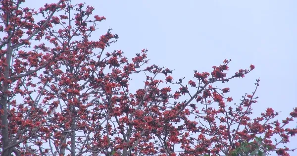 cô gái áo dài chụp ảnh hoa gạo đỏ rực