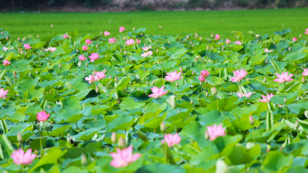 Sơ đồ ý nghĩa 8 cánh hoa sen