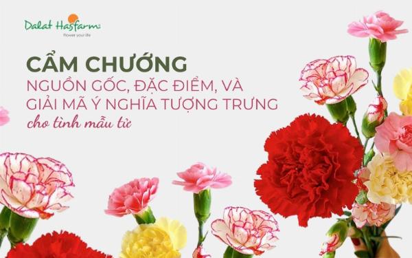 Hoa cẩm chướng có nguồn gốc từ Địa Trung Hải cổ đại, biểu tượng của thần thánh