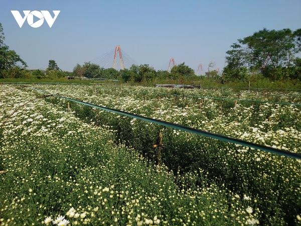 Hoa cúc họa mi khoe sắc trong nắng sớm mùa thu, vẻ đẹp tinh khôi