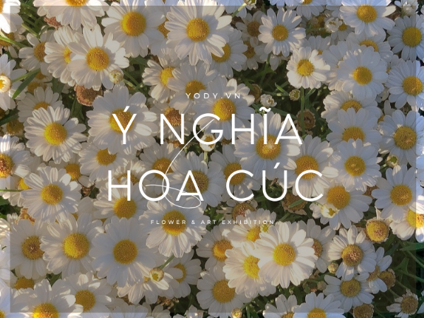 Hoa cúc xanh dương tượng trưng cho hy vọng và những điều không thể