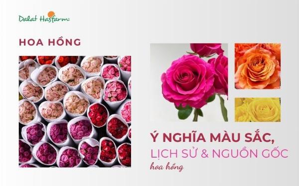 Một bông hoa hồng màu xanh lam, tượng trưng cho sự bí ẩn và điều không thể đạt được, màu xanh đậm