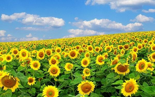Hoa hướng dương trong văn hóa Việt Nam, biểu tượng của sự trường thọ và may mắn