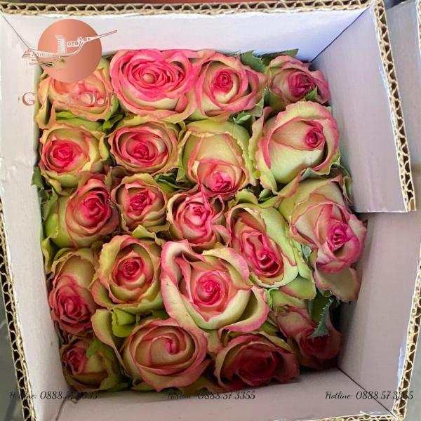 Hoa Tulip Xanh Biểu Tượng Hy Vọng và Sự Quý Hiếm