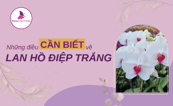 Lan hồ điệp trắng được dùng trong đám cưới tượng trưng cho tình yêu thuần khiết