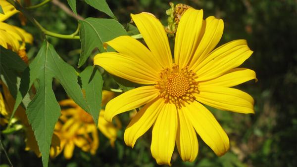 Trồng hoa quỳ trong chậu tại nhà, mang ánh nắng vào không gian sống.