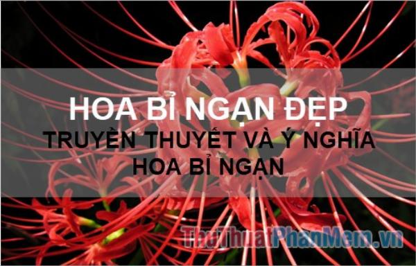 Toàn cảnh vườn hoa bỉ ngạn đỏ rực rỡ, tạo nên khung cảnh ấn tượng và huyền bí