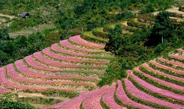 Hoa Yên Hoa Tam Nguyệt trắng tinh khôi nở rộ trong vườn vào một ngày tháng Ba đầy nắng.